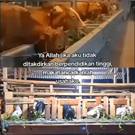 aminn ya Rabb 😇🤲#pengusahamuda #peternakmuda #xybcaz #sudirofarm #peternaksapiindonesia #kambingjawarandu#masukberanda 