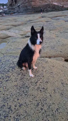 Wish You was here? #singlelife #milothecollie5 