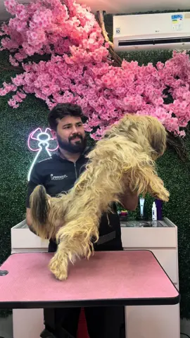 A tutora falou que estava só um pouco embolado 🙄 #banhoetosa #petshop #dog #tosador
