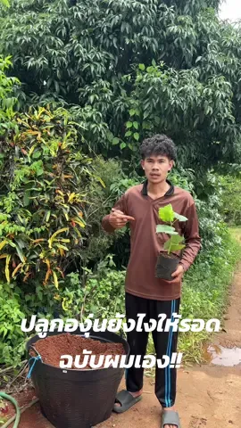 ปลูกองุ่นไม่ยากอย่างที่คิด ฉบับลูกฟลุ๊ค!🍇 #ต้นพันธุ์องุ่น #ตอป่าองุ่น #พันธุ์แท้100 #ปลูกองุ่นที่บ้าน #ปลูกองุ่นกินเอง #องุ่น 