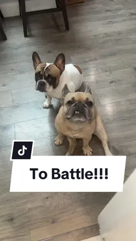 Do they think we’re never coming back? #tobattle #toilet #dogparents #frenchbulldog #clingydog #adventure #dogs cred @tommy solemn 