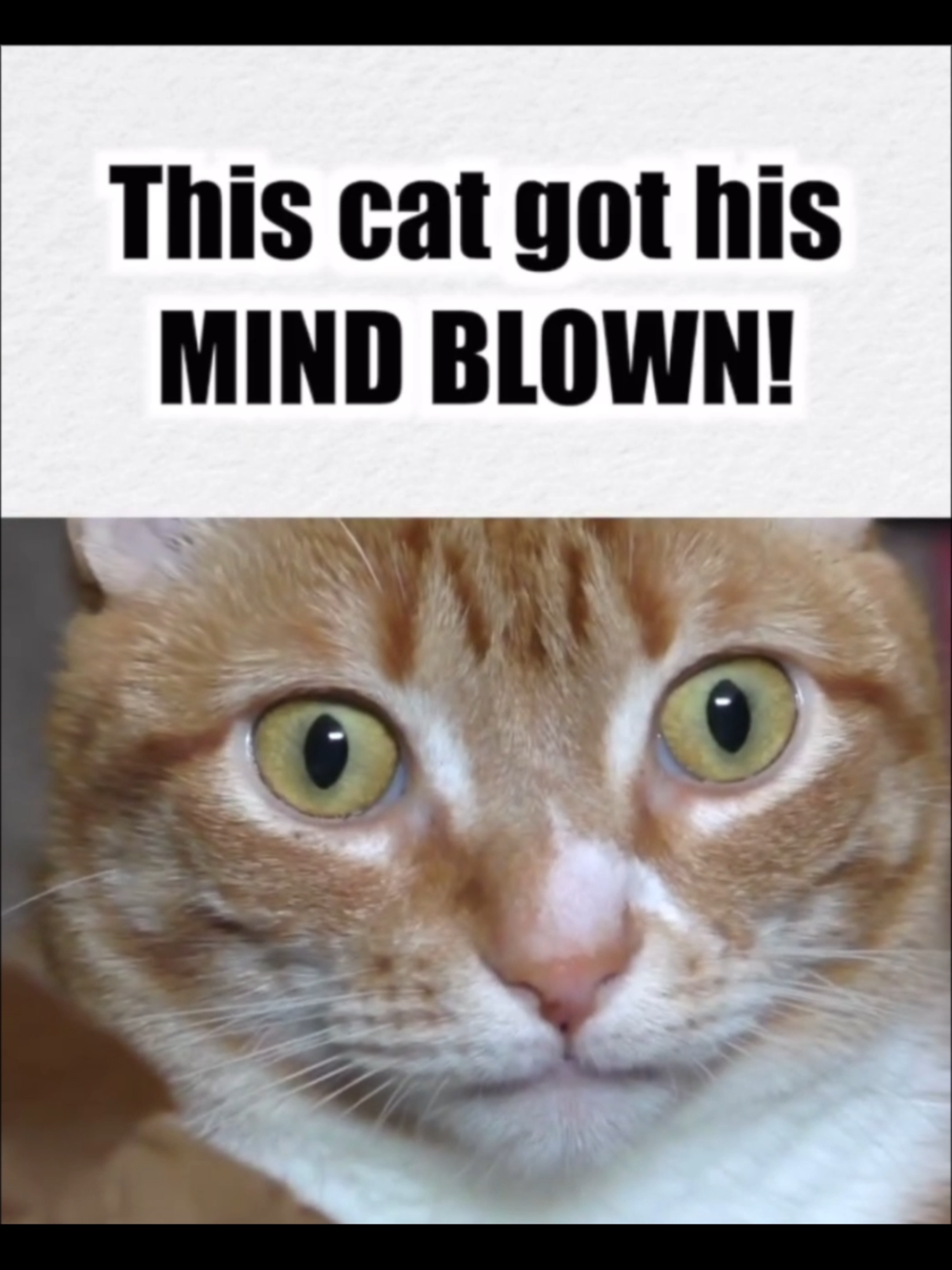 4# funnyanimals # funnypets # funnydogs # cat amazed