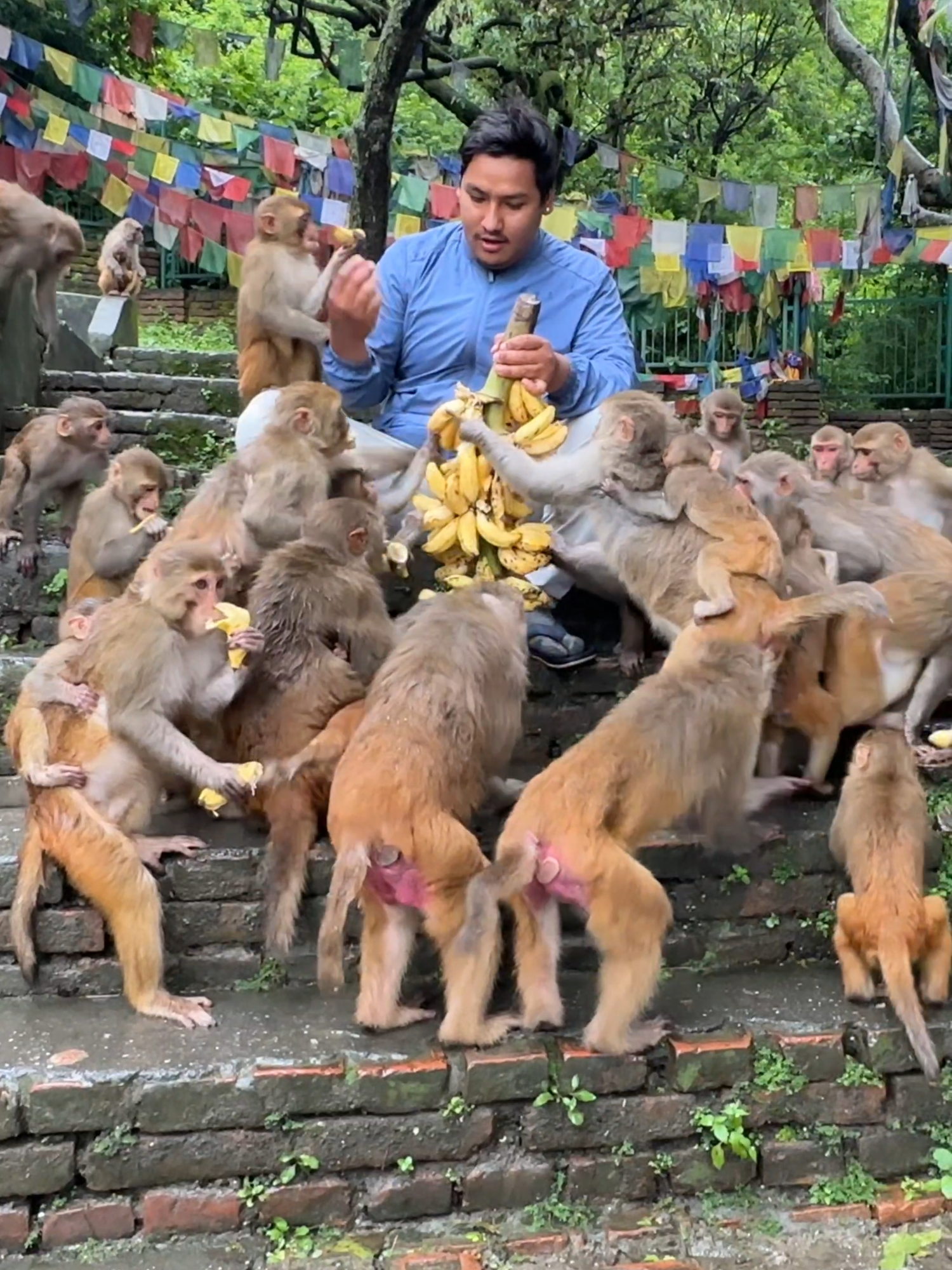 A gentle man with a beautiful heart gives bananas to the hungry monkeys