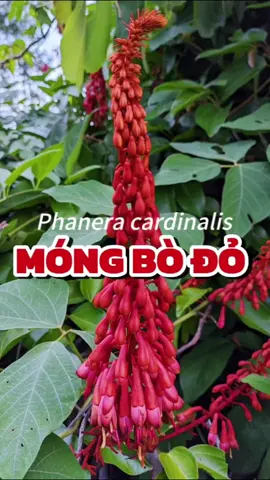 Móng bò đỏ Phanera cardinalis - phân họ Tử kinh Cercidoideae - họ Đậu Fabaceae - bộ Đậu Fabales 🥀 Đồng nghĩa: Bauhinia cardinalis 🥀 Tên tiếng Việt: (dây ) Móng bò nhung đỏ; Mấu hăng; Mấu tràm; Quạch nhung 🥀 Công dụng: Vỏ cây dai, được dùng làm dây cột và làm thừng chão. #Phanera #Bauhinia #Fabaceae 