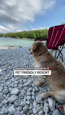 Paws down, the best dog-friendly getaway in Tobermory!🐶🌊 @coachhouseinnresort Close to dog-friendly beaches and perfect for a quick escape from Toronto!🌅  🐾 Why this Tobermory getaway should be your next dog-friendly adventure: 🛣️ Just a 3-hour drive from Toronto—perfect for a quick escape! 🏖️ Close to dog-friendly beaches for endless splashing and fun. 🍽️ Plenty of pet-friendly restaurants nearby so we can dine together! 🌲 Tons of trails and outdoor spots to explore with your furry friends Follow @charlie.goldenpaws for your daily dose of golden retriever love and funny moments!🥰📷 • • • • • • • • • • • • • • • • • • • • • • • #goldenretrievers #goldensofig #dogsrule #goldenretrieverlove #retrieveroftheday #bestwoof #goldens #gloriousgoldens #goldenretrieverworld #goldensofinsta #retrieverstagram #instagolden #goldenretrieverpuppy #puppystagram #goldenretriever #weeklyfluff #goldenpuppy #dailypuppy #pupflix #goldenretrieversofinstagram #goldensofinstagram #dogsofinstagram #dogstagram #buzzfeedanimals #welovegoldens #cutestgoldens #petfriendly #dogtravel #dogoftoronto 