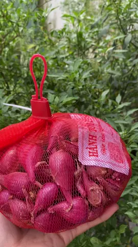 Hành tím lý sơn, ráo vỏ mỏng rất xinh #hanhtim #dacsanlyson #shopnguyenthuy #quan12 #xuhuongtiktok 