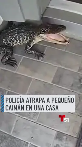 Un policía atrapó con sus manos a un pequeño caimán que estaba frente a la puerta de una casa en Fulshear, Texas. El oficial Bill Henry captó con su cámara corporal el momento en que se enfrentó al animal hasta que logró agarrarlo. Tras la hazaña, la dueña de la casa llamó héroe al policía. #caiman #Fulshear #texas
