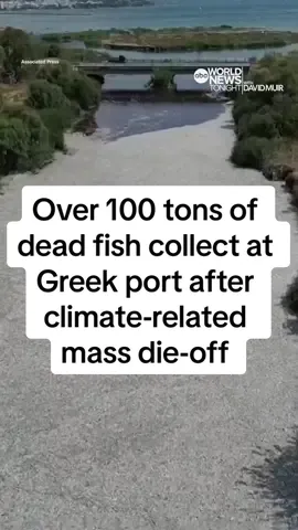 More than 100 tons of dead #fish have been collected in and around the #port of #Volos, in central #Greece, following a mass die-off linked to extreme #climate fluctuations, authorities said. The dead #freshwater fish filled the bay, 200 miles north of Athens, and nearby rivers after water levels were swollen by floods last year, followed by months of severe #drought. The die-off has hit local businesses along the seafront with commercial activity reduced by 80% in the past three days, according to Volos’ Chamber of Commerce. #WorldNewsTonight #News #ABCNews 