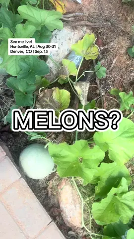 We’re still landscaping. I got allergies, and I got melons. How do I keep these?! 😂  🎟️: mspatcomedy.com