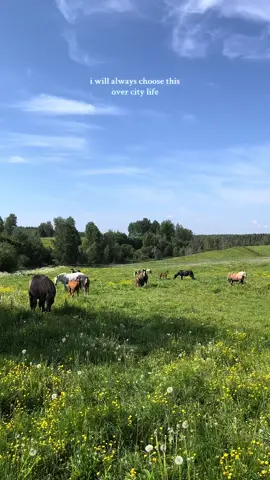 throwback to volunteering on a ranch in sweden 🐴🫶🏼🌸 - allstar ranch 🌟 you can find them on worldpackers 👉🏼 use my code ‘GINAANDRES’ to save 💸 on your membership! #fyp #foryou #travel #Summer #sweden #swedishsummer #summerinsweden #horse #ranch #ranchlife #volunteer #volunteering #workandtravel @Worldpackers