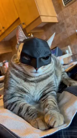merlin the batcat 🤣😭🦇 #batman #batcat #fyp #xybca #cat #cats #catsoftiktok #bengalcat #funny #funnycat #foryou 