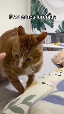 Gatos laranja ✨ #engraçado #gatoslaranja #gatosengraçados #memes 