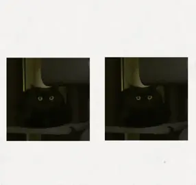 tenía que hacerlo JAKA #humor #tumor #🥺 #meow #gato #negro #fyyyyyyyyyyyyyyyyyyyyyyyyyyyyyyyyyyyyyyyyyyyyyyyyyyyyyyyyyyyyyyyyyyyyp #fyyyyyyyyyyyyyyyyyyyyyyyyyyyyyyyyyyyyyyyyyyyyyyyyyyyyyyyyyyyyyyyyyyyyp 