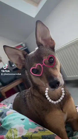 #fypviralシ #viral #fy #fypp #fyppppppppppppppppppppppp #fypage #likes #dog #dogsoftiktok #dogtiktok 