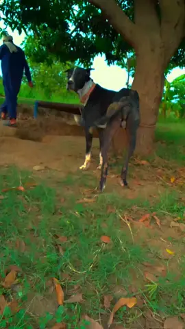 #dog lover #fypシ゚viral #viraltiktok #foryoupageofficiall #unfrezzmyaccount