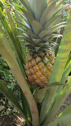 Setelah sekian lama akhirnya dia menguning 🍍🍍 #nanas #buahmasakpohon #menanamnanas #makannanas #buahnanas #gardener #gardening 