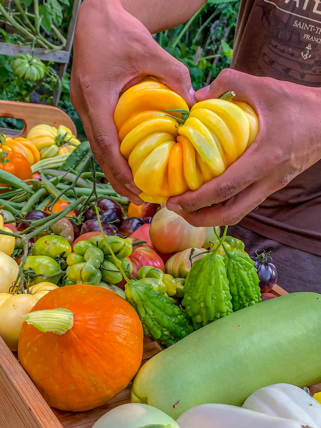 TODAY’S HARVEST🧡💛 Orange Accordion Heirloom Tomato Blaue Zimmer Micro Dwarf Tomato Orange Hat Micro Dwarf Tomato Orange Bell Pepper Okra Contender Bush Beans Great White Tomato Pink Brandywine Tomato Lucid Gem Tomato Green Zebra Tomato Ponderosa Pink Tomato Phil’s Two Tomato Black Beauty Tomato National Pickling Cucumber Mashed Potato Squash Green Eggplant Casper Eggplant Red Kuri Squash Upo Long Squash Bittermelon