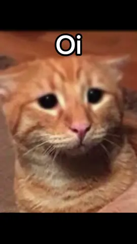 Guyszzz I Need Money! #cat #funny #cute #sad #japanese #fyp 