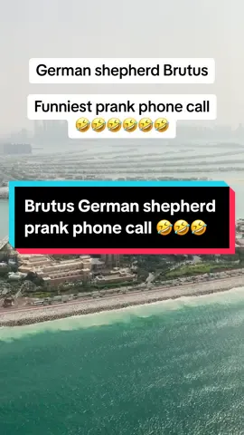 German shepherd Brutus. Funniest prank phone call 🤣🤣🤣🤣🤣🤣 #prankphonecall #jubalprankcall #relatable #prank #viralprank #germanshepherd #brutus