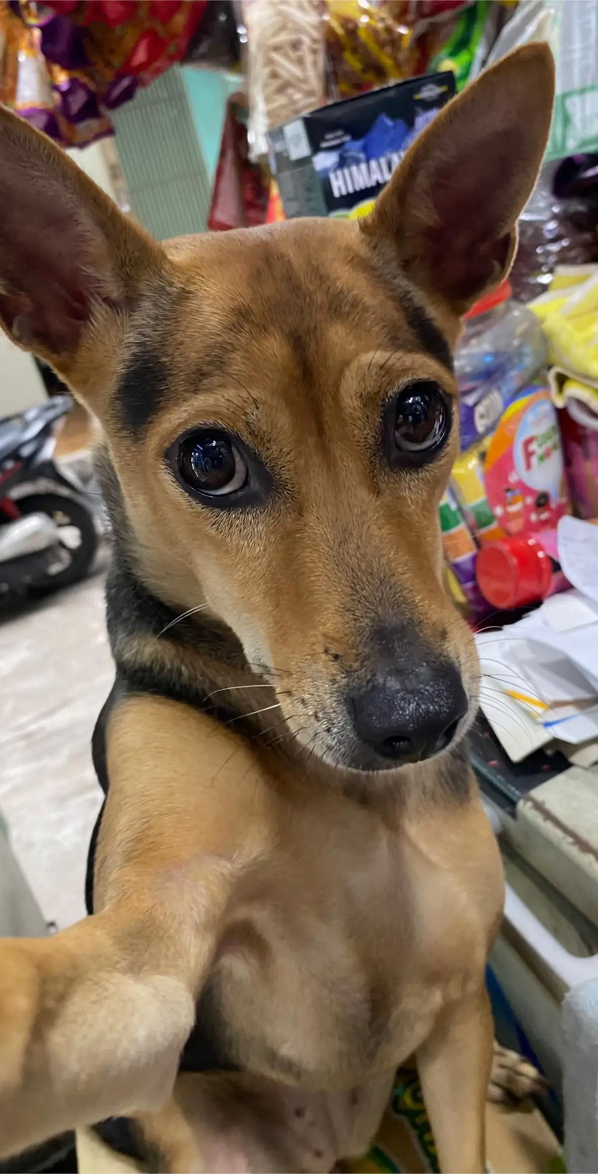 Selfie vài tấm để làm kỷ niệm 🤪 #luckne #fyp #dogsoftiktok #funnypictures #funnydog 