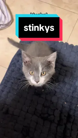 peepee meets toffee #cat #catsoftiktok #cats #kittensoftiktok #kitten #kittens #fyp #fypシ゚viral #fypage #funny #weird #pipithecat