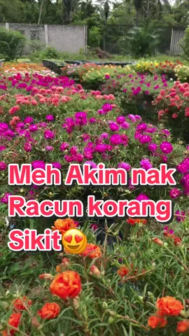 #carnation #rosejepun #kembangpagi #bajabunga 