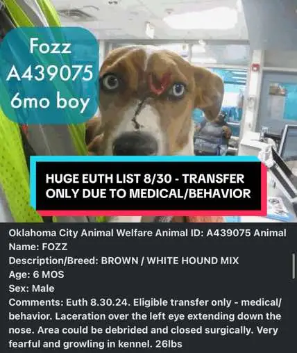 HUGE EUTHANASIA LIST! FOR FRIDAY 8/30 - ALL MARKED TRANSFER ONLY. - THIS MEANS THU MUST HAVE A RESCUE TO LEAVE THE BUILDING! Please follow the "URGENT DOGS AND CATS OF OKC" facebook page for additional details and to establish a plan/receive updates on the individual animal you may be interested in helping. These are all TRANSFER only due to medical or behavior beyond the shelters capacity to help. They need rescue commitments to leave the building !! If you haven't applied to foster with rescues we are begging you - now is the time. See pinned post for rescue applications. • More pictures and videos in the comments! • If you are an approved foster for a rescue (s) & are willing to foster any of these animals, please reach out to your rescue contacts. If you have never applied anywhere before, you can still comment your interest, but know it can be difficult to find a rescue that will approve you last minute. Pledges will really help as most of these animals need medical care and rescues are 100% funded by donations! If you cannot foster or donate, please share their faces. #foster #rescue #adopt #shelter #dogsoftiktok #euth #euthanasia #dogs