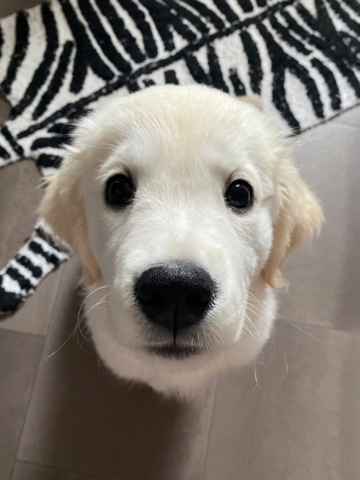 you smell nice #goldenretriever #golden #goldenretrievers #goldenpuppy #goldenretrievers #goldenpup #goldengram #puppy #puppylove #puppies #puppiesofinstagram #puppygram #puppers #pup #puppyeyes #DogTraining #puppyoftheday #puppyofinstagram #puppyface #puppyfun #instapuppy #dog #doglovers #dogsofinstagram #dogsoftiktok #tiktokpuppy #tiktokpups #Love #loveyou #iloveyou #sniff 
