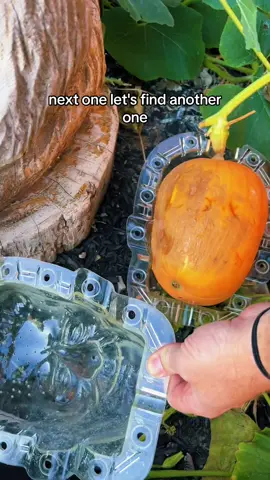 Mystery solved! The vine detached from the pumpkin, it didnt have a chance 😩  Round 2 with Frankenstein!  The skull is growing strong and looks so good so far!  That video will be next!  Thanks for checking back in!! We are determined to get a Frankenpumpkin this season!!  #frankensteinpumpkin #frankenpumpkin 