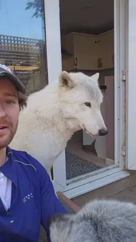 We missed the shenanigans, but we are all back together and at it 🫶 #wolfdog #wolf #foryou #viral #animals #fyp #dog 