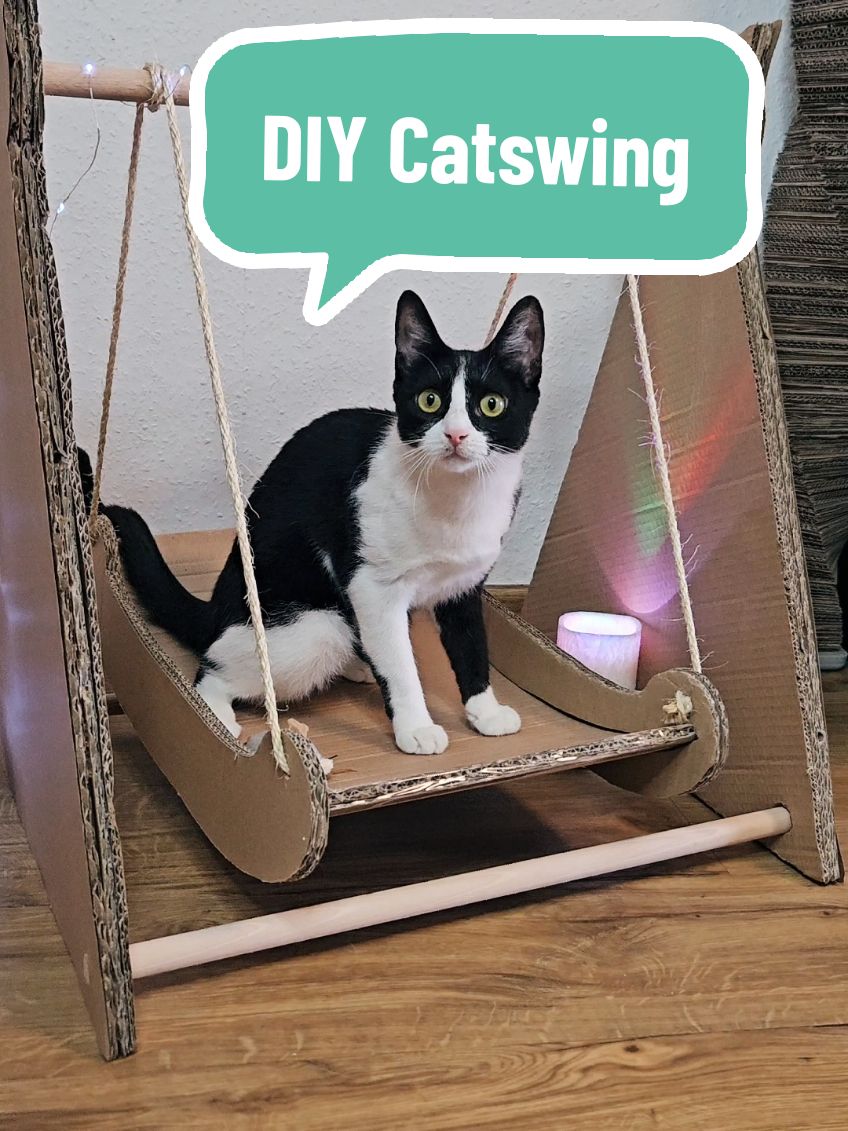 🇩🇪Passend um gemütlich ins Wochenende zu starten eine Katzenschauckel😻💞. Gebt euren Katzen Zeit sich an die Schaukel zu gewöhnen und freiwillig reinzugehen🥰, dann werden sie es sicher lieben.  . 🇺🇲A cat swing is a perfect way to start the weekend comfortably😻💞. Give your cats time to get used to the swing and go in voluntarily , then they will definitely love it. . #cattok #catsoftiktok #catmom #tricolorcat #tuxedocats #catlovers #cats #cutecats #DIY #cardboardcrafts #cattoysdiy #catcrafts #cardboarddiy #diyproject #cardboardcrafts #fy #fürdich #diyforpets #diyforcats #foryou #katzenliebe #katzenschauckel #catswing #katzenspielzeug #pets #PetsOfTikTok 