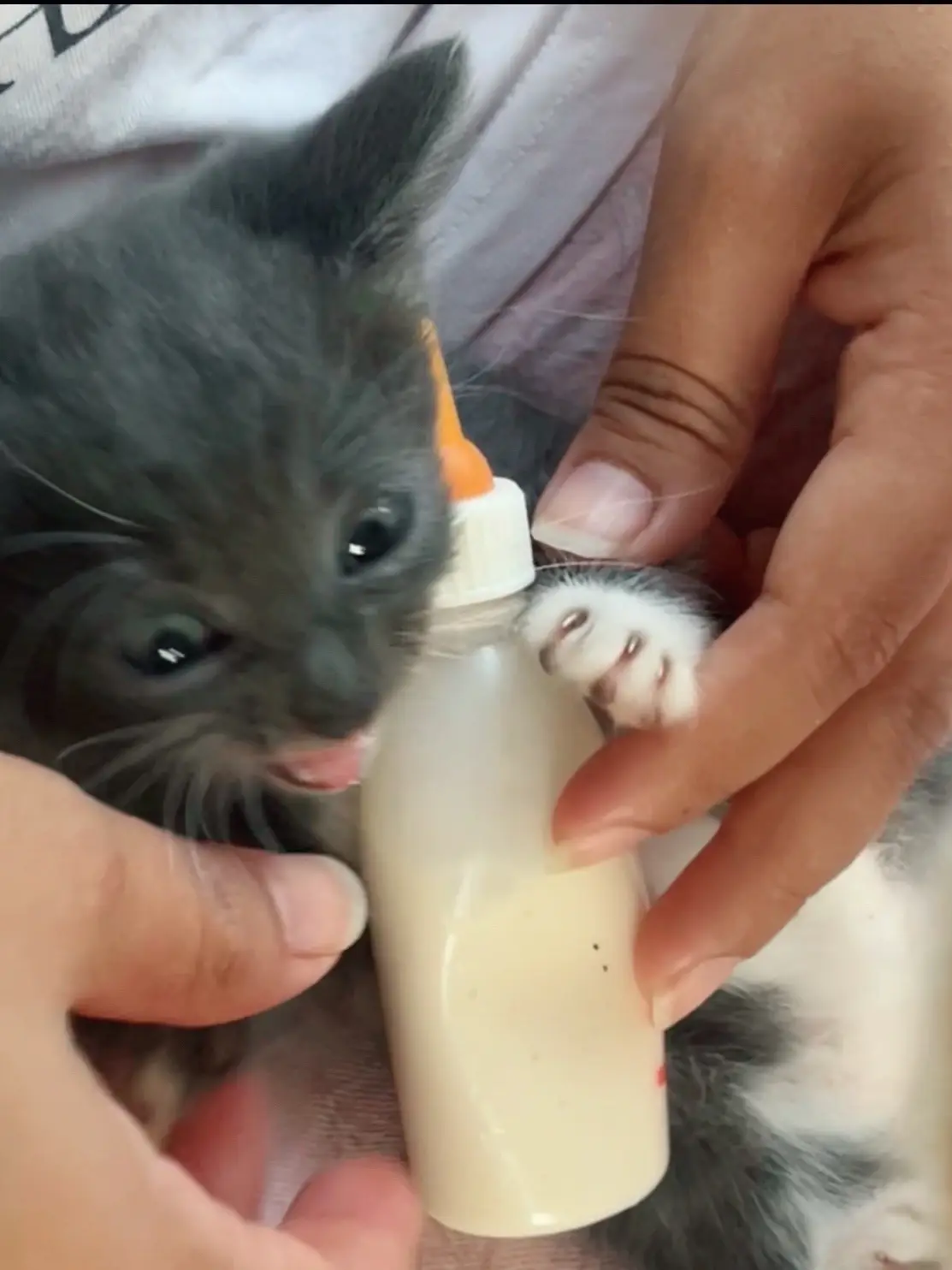 #kitten #milk #catcity #fyp 