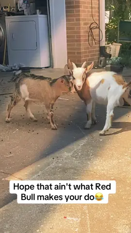Silly goats 😂