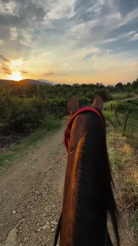 #horselover #arabianhorse #sunset #greece 🇬🇷