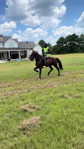 KING BISCUIT 👑 #usta #trotter #pacer #rack #singlefootinghorse #horse #horses #horsesoftiktok #horse #horsetok #horseriding #horselover #foryou #strong 