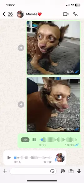 Pq ele tem essa cara pelada assim e olho de gente KKKKKKKKKKKKKK foto do cachorro estranho