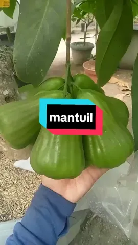 #grengiant #petaniindonesia🇮🇩🇮🇩🇮🇩🌿🌿 #fypシ #trendingvideo #jambuair #segermanismantulllll 
