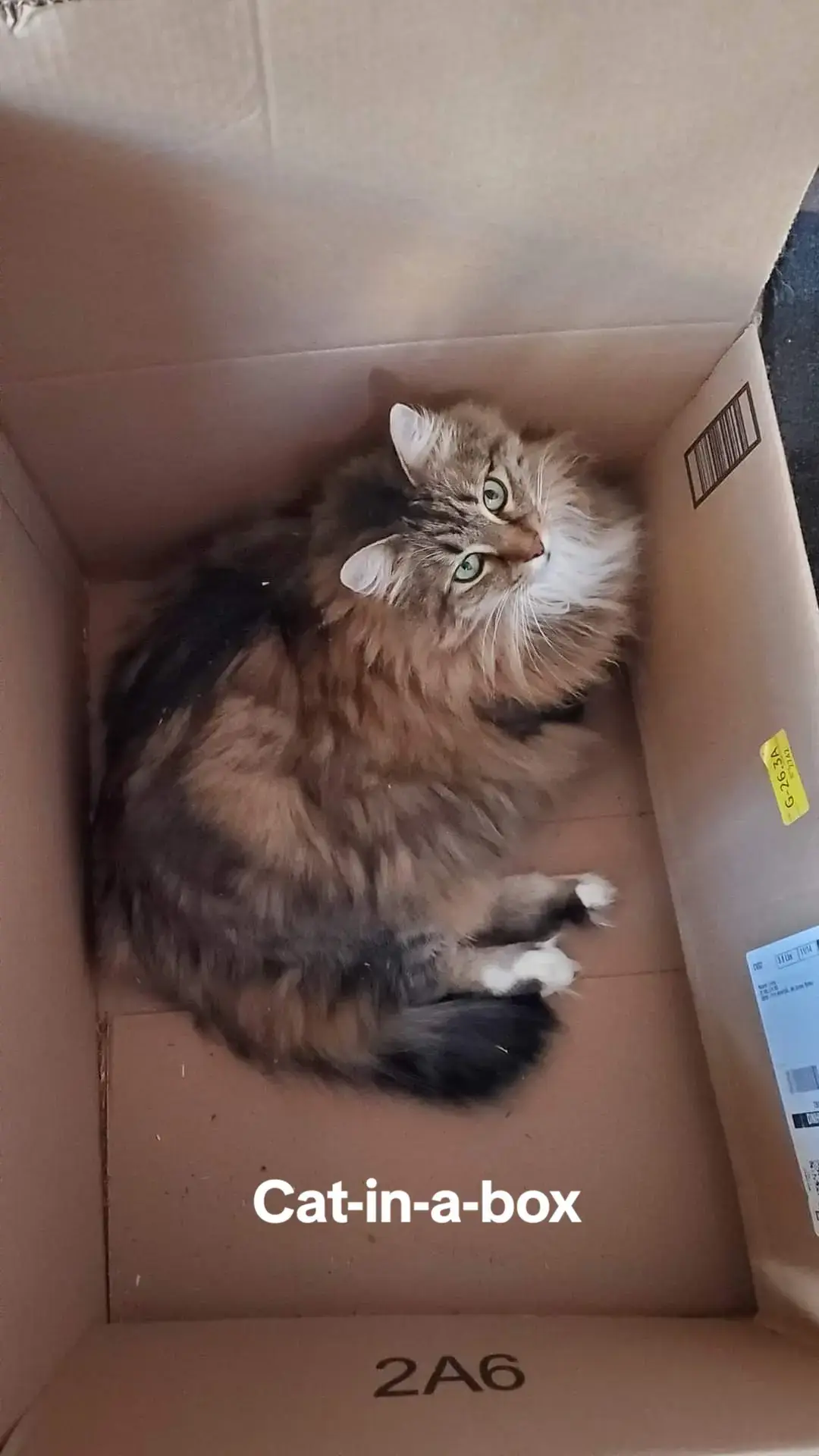 #catsoftiktok #cats 