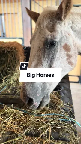 Poco likes his hay served on a CanAm #creatorsearchinsights #horses #feedingtime #foryou 