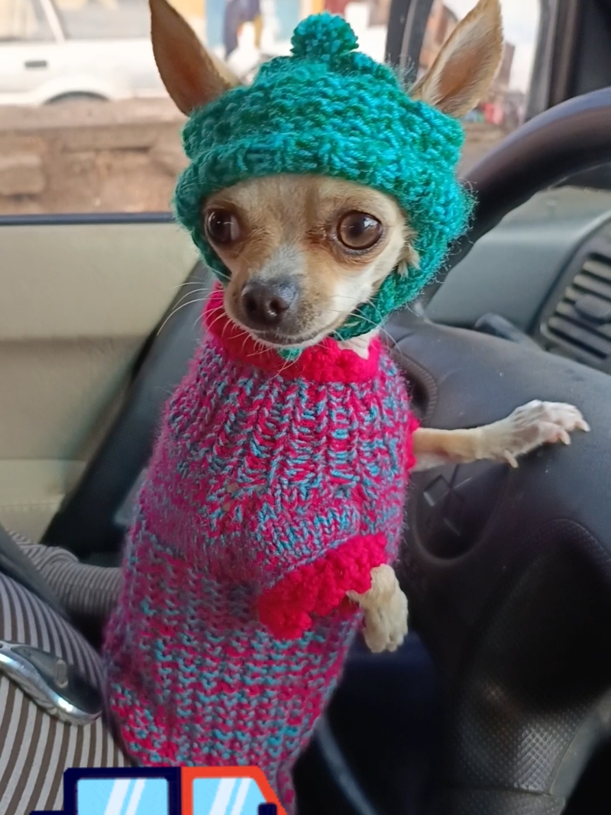 #viralvideo  #chihuahuastiktok  Chihuahua manejando 