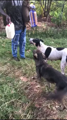 #badrudogshelter #doglover #savestraydogs🐕♥️