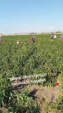 #narlı#pazarcık#emiroğlu###maraş#bibere#devam#