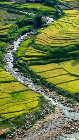 Bản em hương mùi lúa chín 🌾 #Pakiu #canhdepthiennhien #sapa #localguide 
