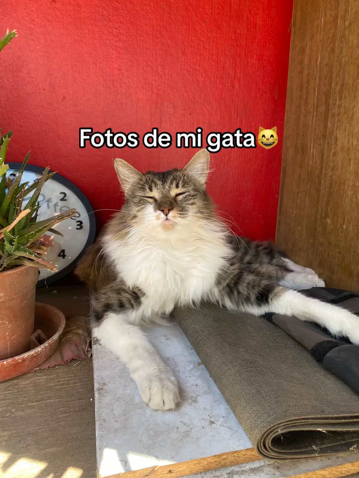 te extraño… #viral #cat #triste 