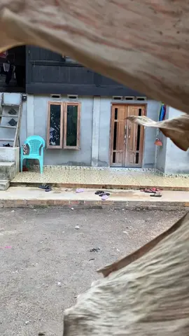 aku kire dokon dari Mane,Rupe e bibik NK kondangan  #komedikocak #komedingakak #viralvideo #penngikut #trdingvideo 
