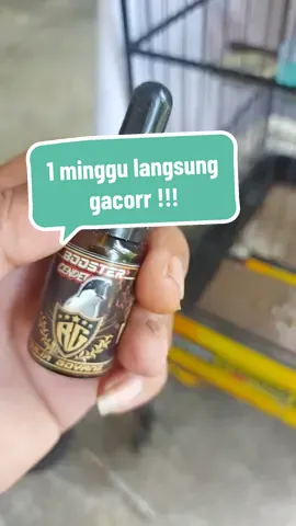 beli cendet booster, vitamin kusus untuk burung cendet, agar cendet gacor sepanjang hari  #cendet #cendetmaniaindonesia 