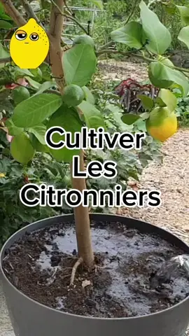 Les citronniers peuvent pousser en pleine terre ou en pot, ca depend de la region !!! Ils ne sont pas bien compliqués à condition d’avoir de l’eau et de l’engrais… et du soleil ! Pour les climats trop froids, ne pas oublier de les rentrer en hiver … bien sur ! Et c’est tout !!! #citronnier #jardin #nature