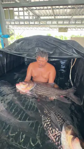 กระโห้ไทย #ที่นี่บ่อตกปลาป้าวน #รับขนย้ายส่งปลางลงบ่อตกทั่วประเทศ🌍🐳 #รับซื้อบึก 