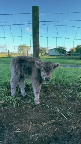 I loved seeing the new babies when I went out for feeding time❤️they have grown and become so much more alert and active!#cashthedonkey #gratitude #farmsoftiktok #fuzzycow #babycow 