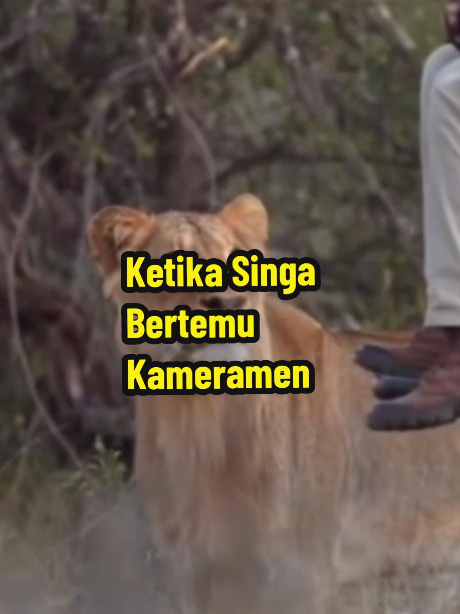 Singa Bertemu Kameramen #kameramen #cameraman #lion #wildanimal #human #attack 